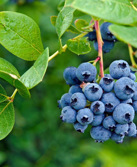Plants Express Fruit Trees