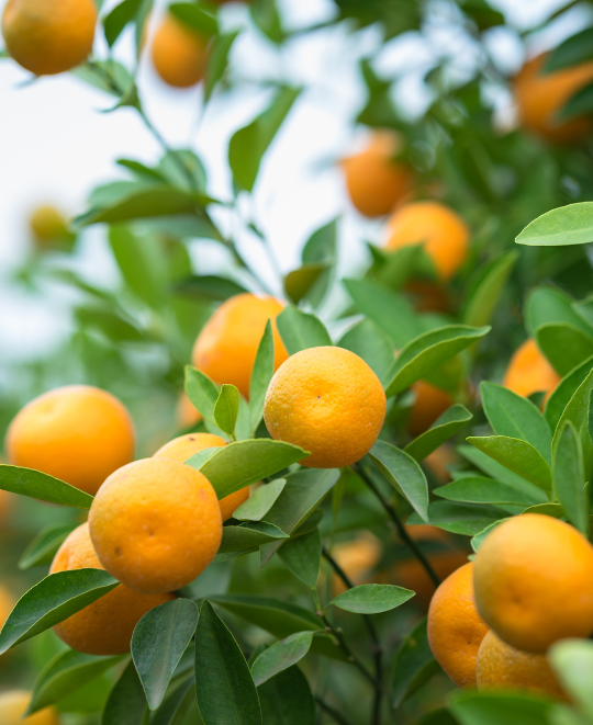Plants Express Citrus Trees