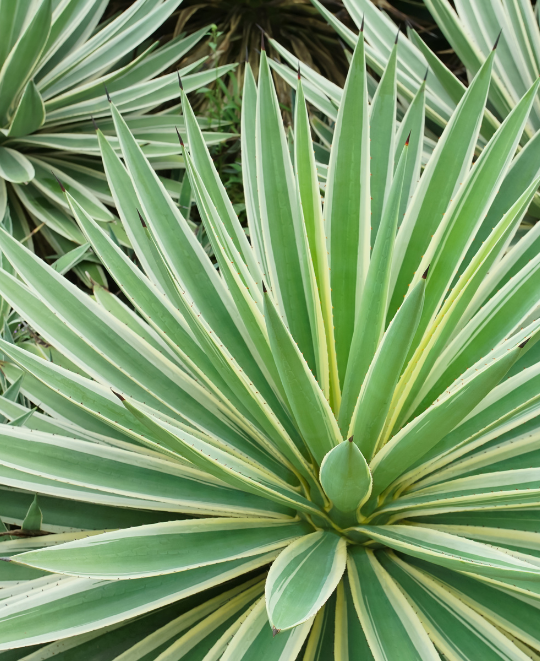 Plants Express Succulents