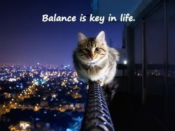 Cat balancing meme