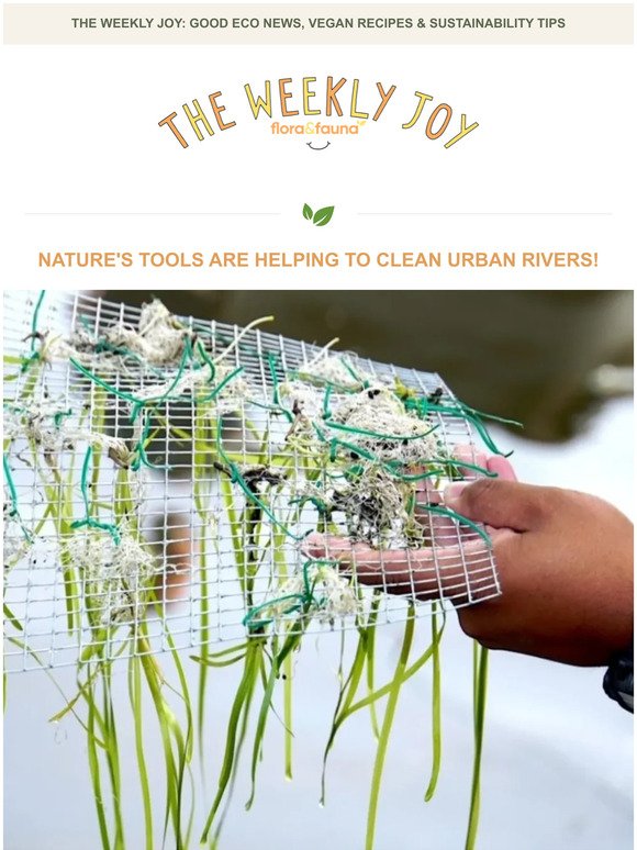 Nature's Tools Are Helping Clean Rivers! 🏞️
