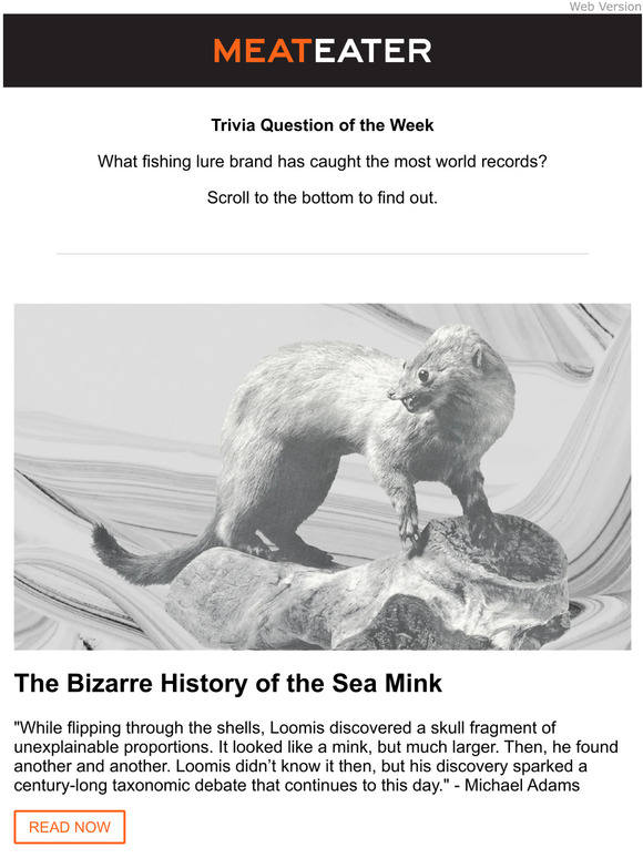MeatEater The Bizarre History of the Sea Mink Milled