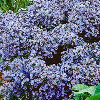 Little Carlow Aster