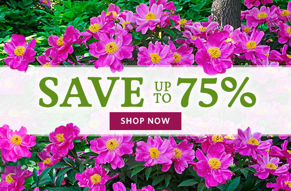 Save 50-75%