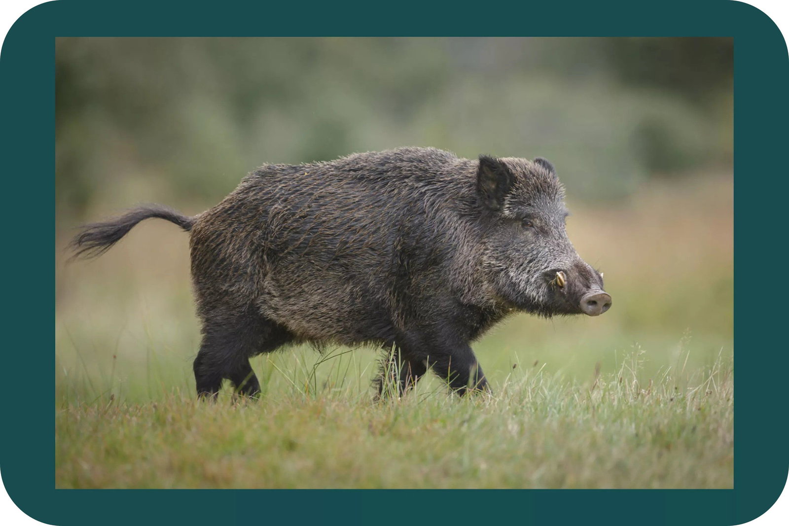 The Invasive Canadian 'Super Pig' Is Coming to the U.S.—and It Could Cause Major Ecological Damage