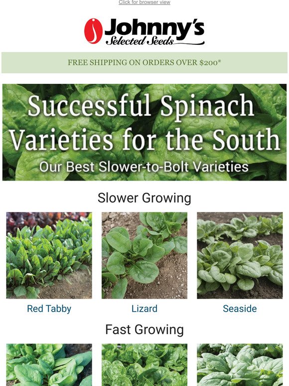 Slow-Bolting Spinach for the South