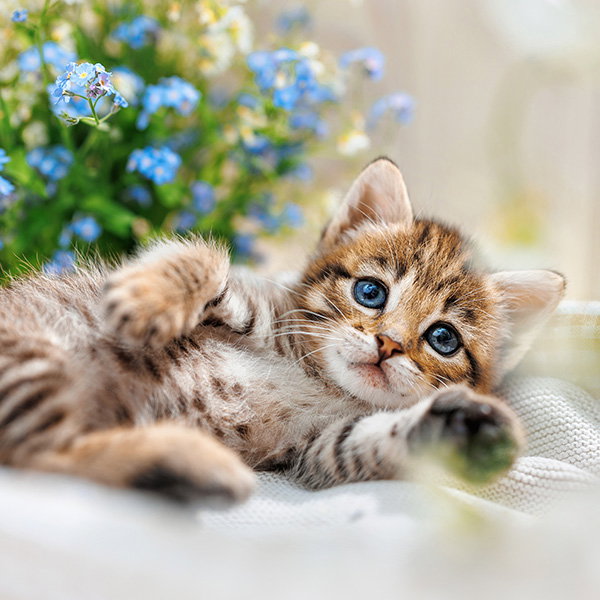 Kitten