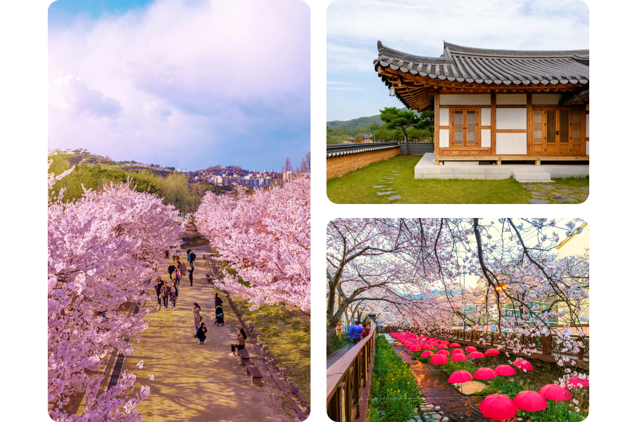 A collage of three images of Korea’s beot-kkot season. On the left side, people stroll and take photos beneath a walkway shaded by blooming cherry blossom trees. On the upper right side, manicured green grass and a stone pathway surround a hanok home with wood detailing and a curved roof. On the bottom right side, rows of red umbrellas are strung above a dark stone pathway, draped with cherry blossoms from above.