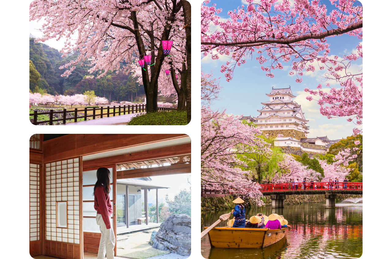 A collage of three images of Japan’s sakura season. On the upper left side, a large tree bursting with cherry blossoms reaches out over a paved path and a split-rail fence. Hot pink lanterns hang from the branches. On the lower left side, a woman looks out of the open, sliding-panel door of a Japanese-style  home. On the right side, a small wooden boat carries people down a river toward a red bridge. A Japanese castle sits on a hill in the background, framed by branches of cherry blossoms.
