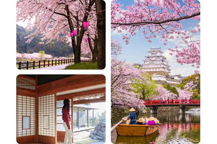 A collage of three images of Japan’s sakura season. On the upper left side, a large tree bursting with cherry blossoms reaches out over a paved path and a split-rail fence. Hot pink lanterns hang from the branches. On the lower left side, a woman looks out of the open, sliding-panel door of a Japanese-style  home. On the right side, a small wooden boat carries people down a river toward a red bridge. A Japanese castle sits on a hill in the background, framed by branches of cherry blossoms.