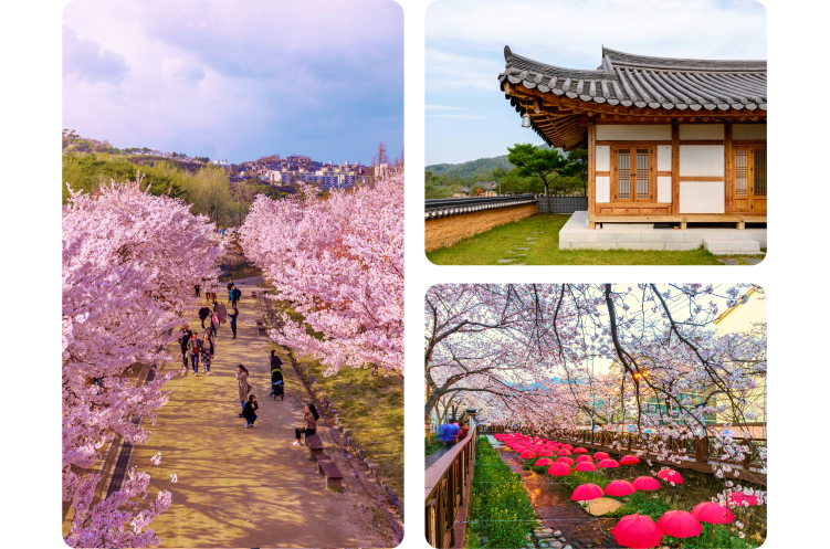 A collage of three images of Korea’s beot-kkot season. On the left side, people stroll and take photos beneath a walkway shaded by blooming cherry blossom trees. On the upper right side, manicured green grass and a stone pathway surround a hanok home with wood detailing and a curved roof. On the bottom right side, rows of red umbrellas are strung above a dark stone pathway, draped with cherry blossoms from above.