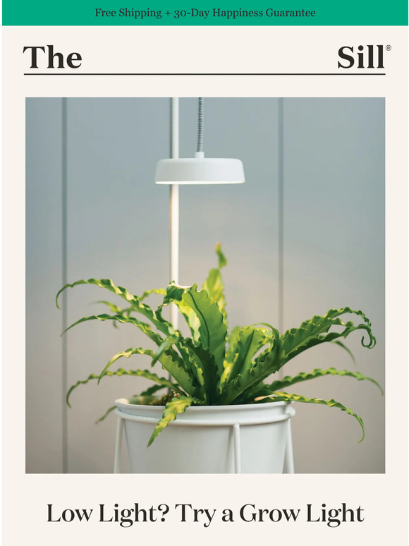 The Sill FREE at Cobble Hill Shop Grow Lights 101 Milled