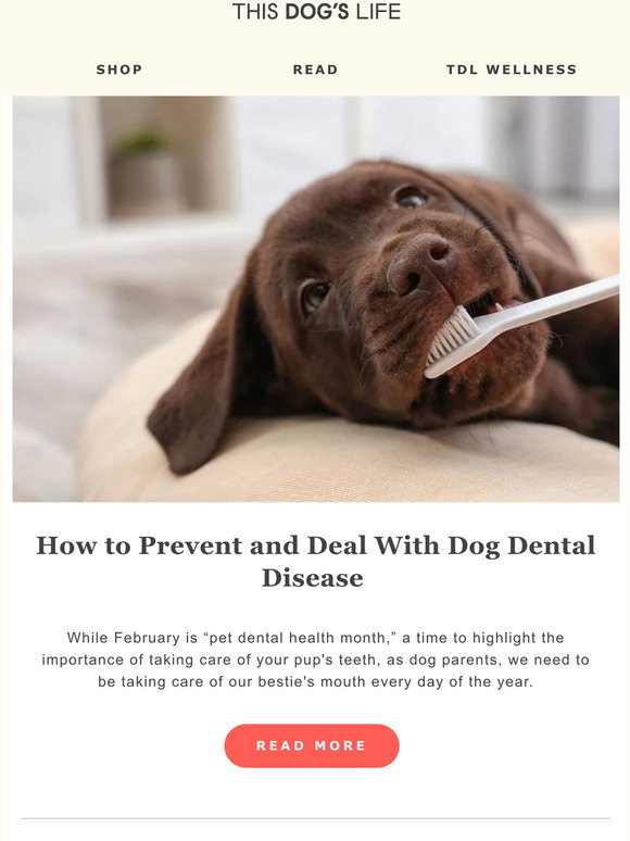 This Dog's Life How to Prevent and Deal With Dog Dental Disease Milled