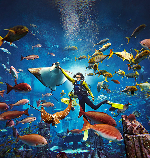 Experience The Underwater World