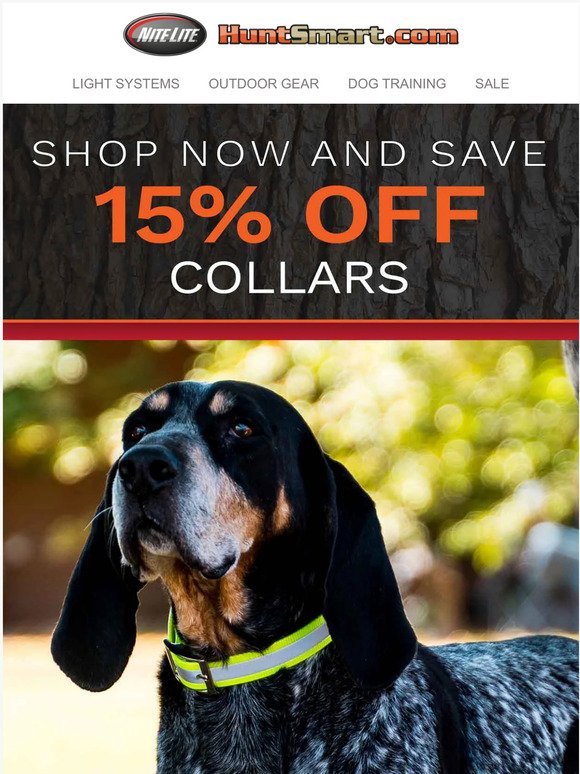 Is it time for a new dog collar?