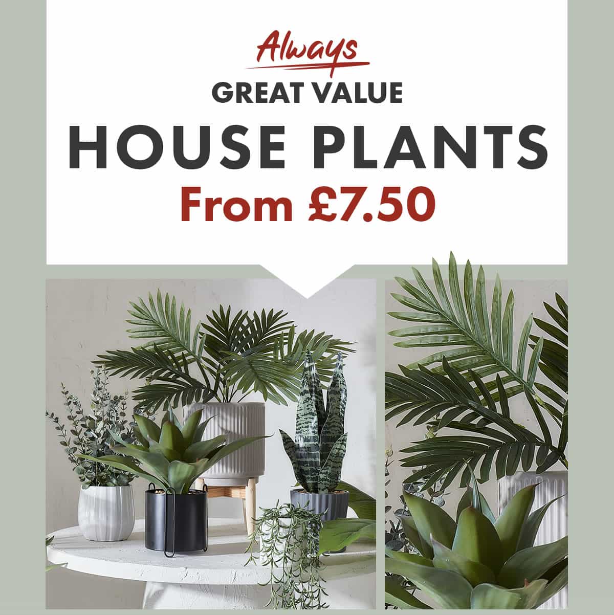 Matalan 🚨 20 off ends tomorrow + Always Great Value house plants Milled