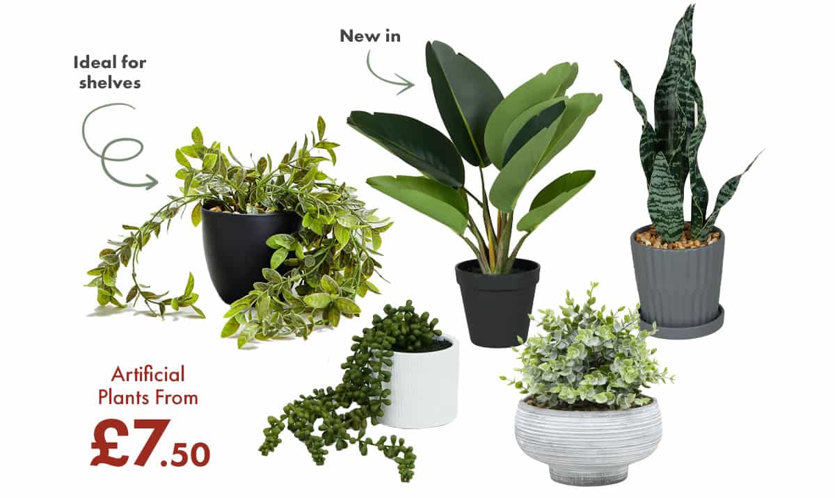 Matalan 🚨 20 off ends tomorrow + Always Great Value house plants Milled