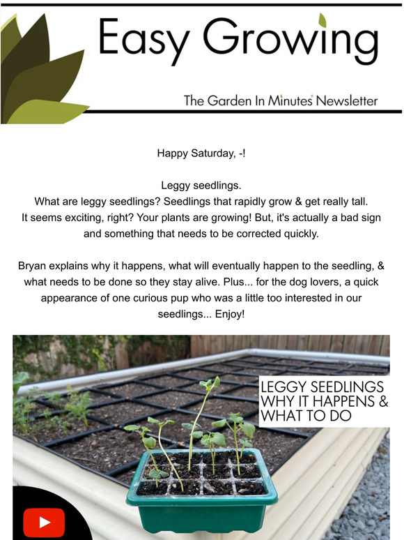 Garden In Minutes® Leggy Seedlings, Why It Happens & How To Fix Milled