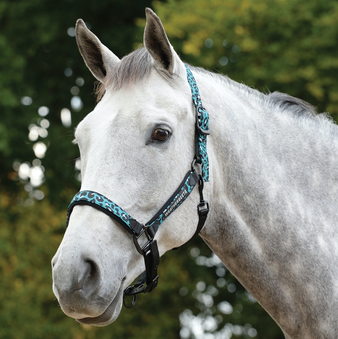 Weatherbeeta Leopard Head Collar - Turquoise Leopard