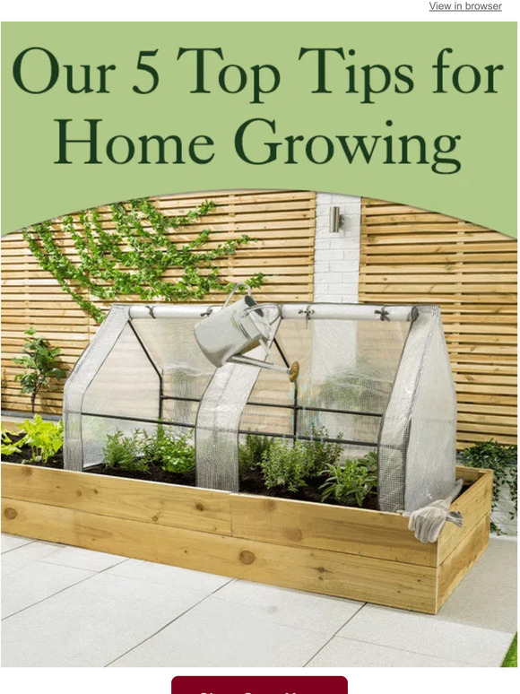 Beginners guide to growing veg