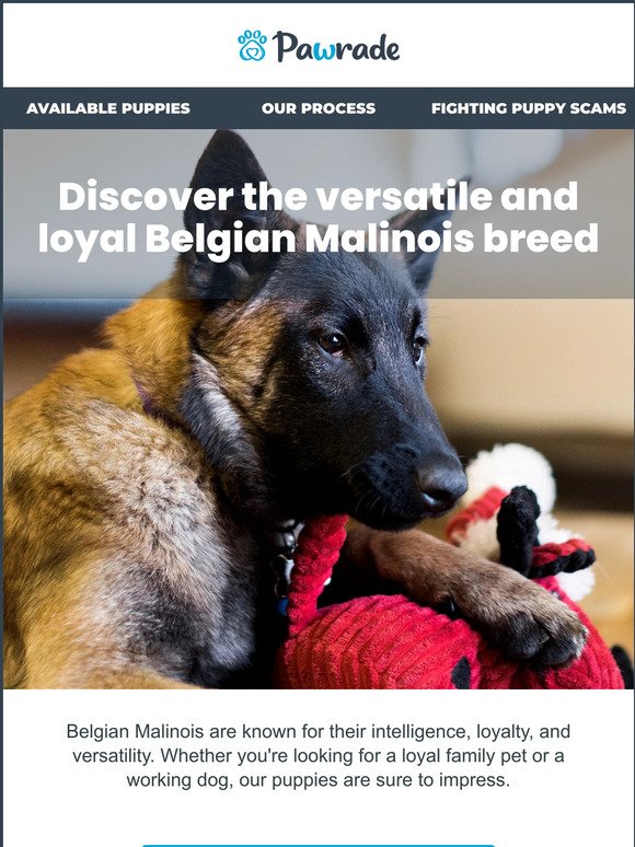 Discover the Belgian Malinois Breed 🐾💙