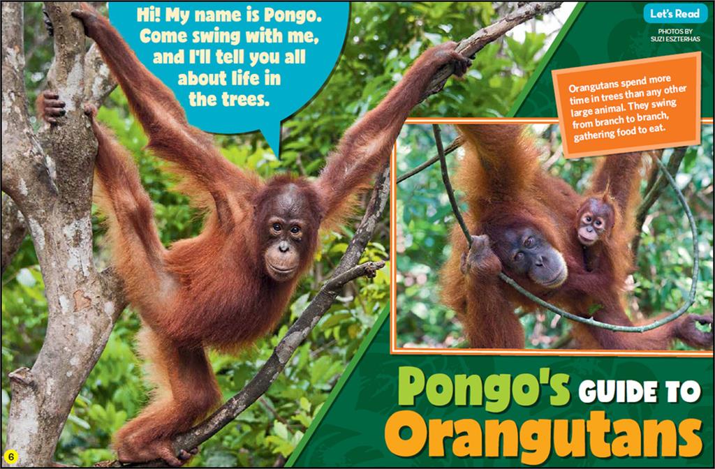 Pongo's Guide to Orangutans