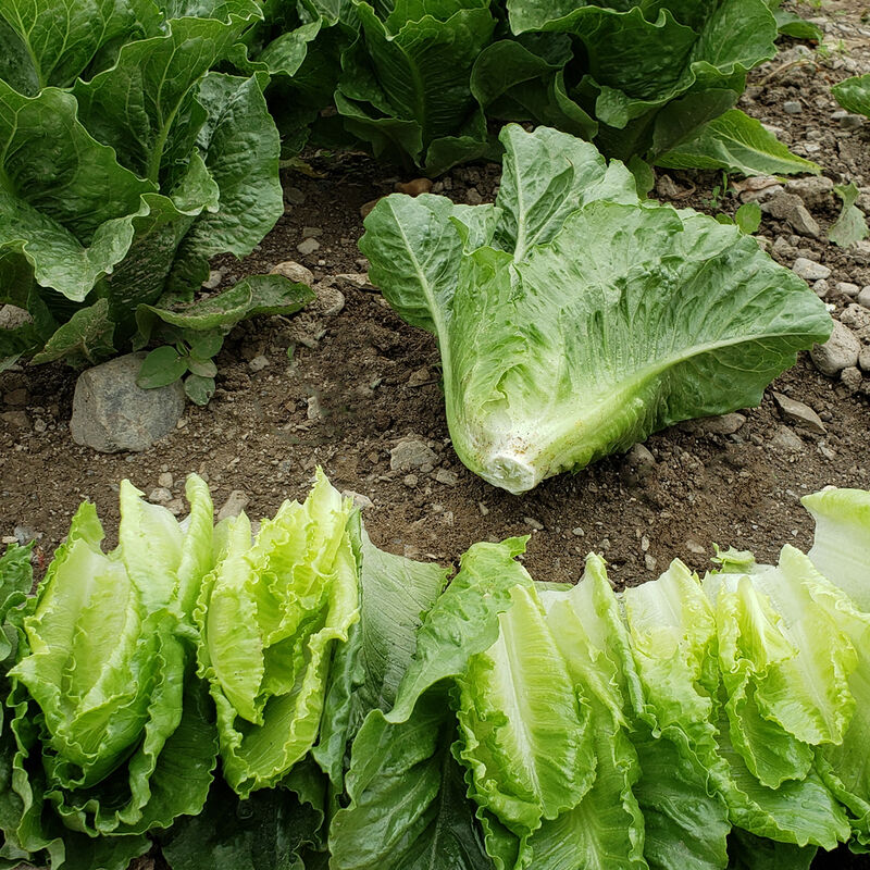Shop Johnny's Chalupa Lettuce