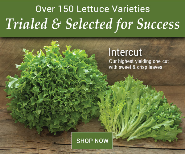 Shop Johnny's Lettuce Varieties