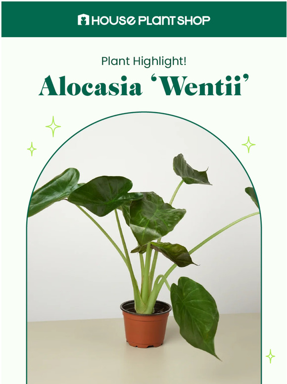 house plant shop