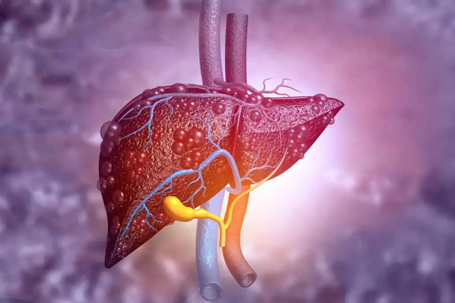 An image of a liver