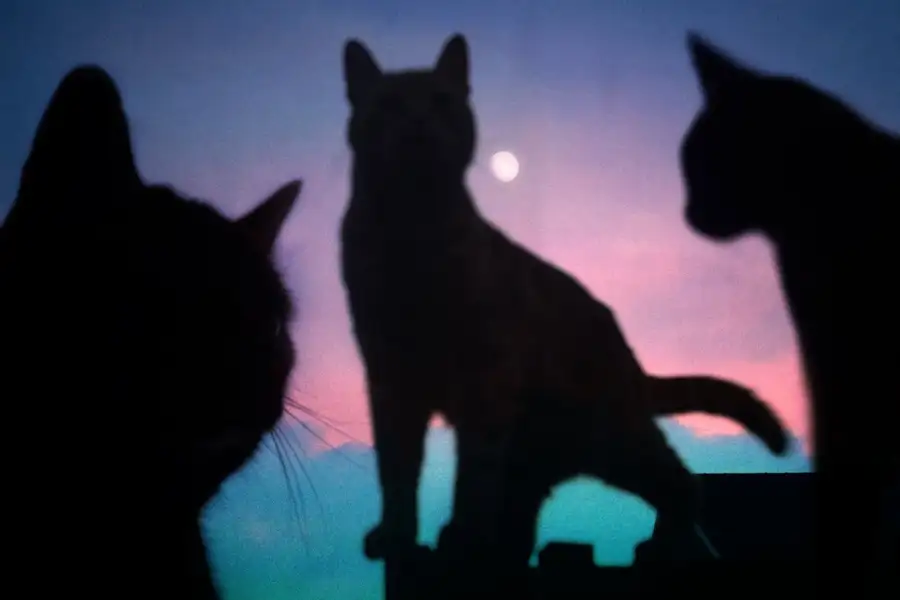 Three cats