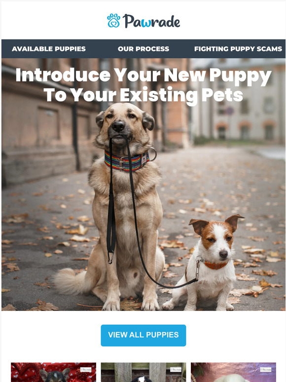 Tips For Introducing Your New Puppy to Your Pets 🐾