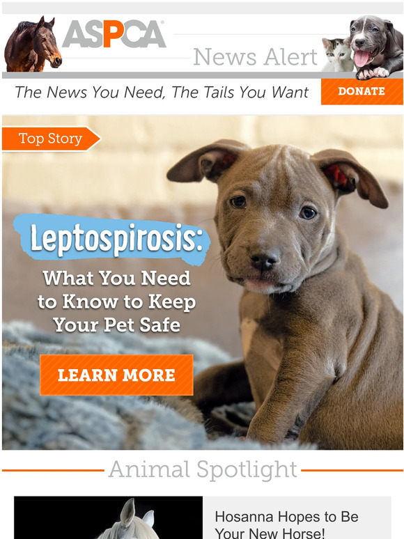 WARNING: Deadly Disease for Pets