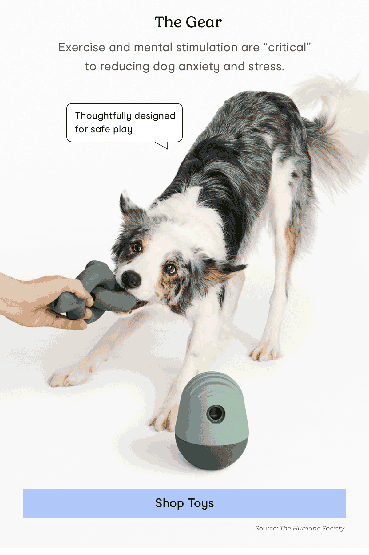 Urgent: Could Your Dog Have Tail Tip Necrosis? - 3o3ok8g