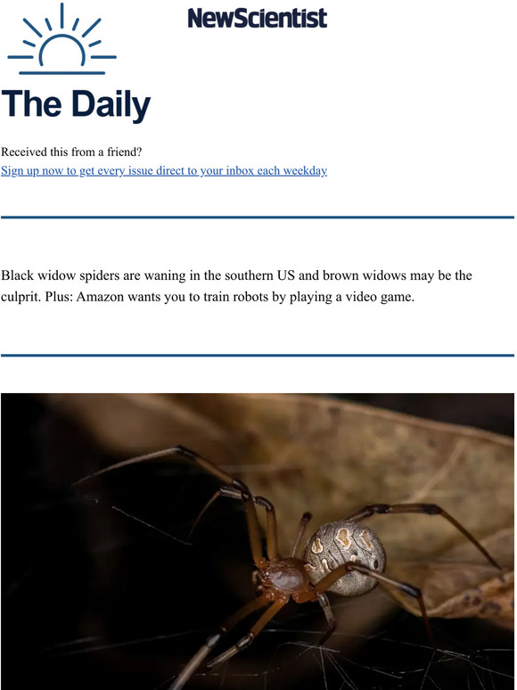 New Scientist: Brown widow spiders are killing off black widows | Milled