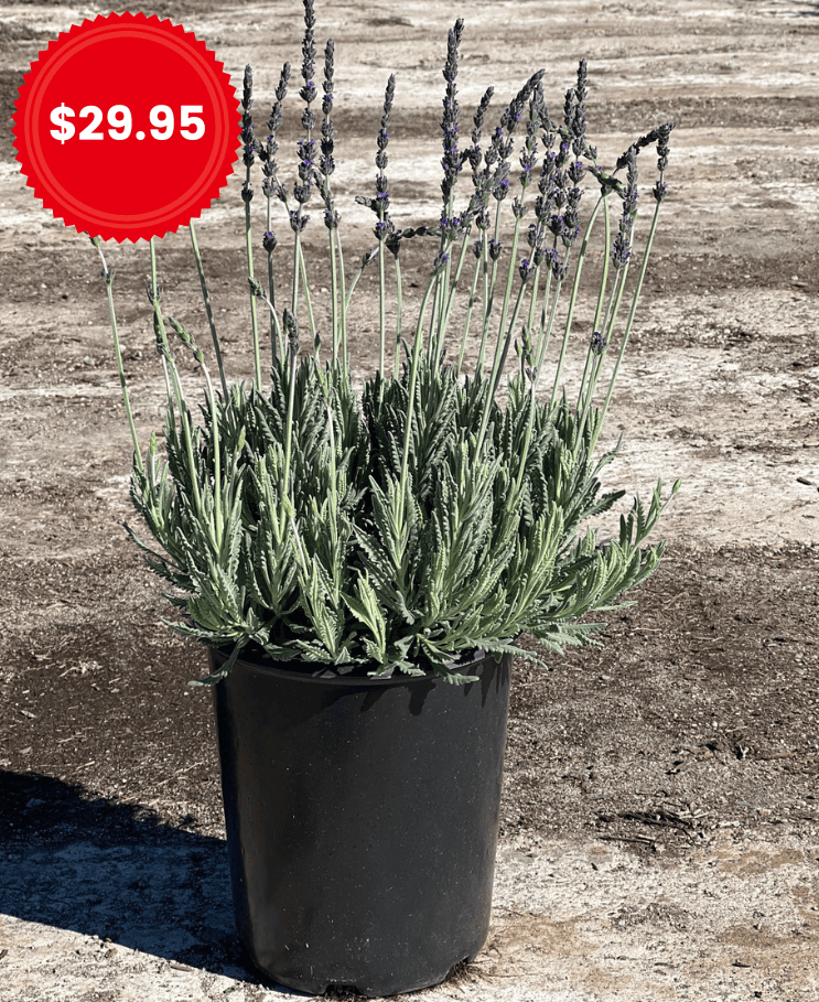 Goodwin Creek Gray Lavender