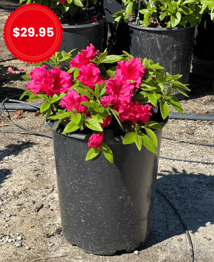 Red Bird Azalea