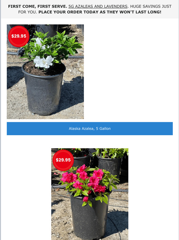🌺 Fresh Arrivals | Amazing Prices 🌺