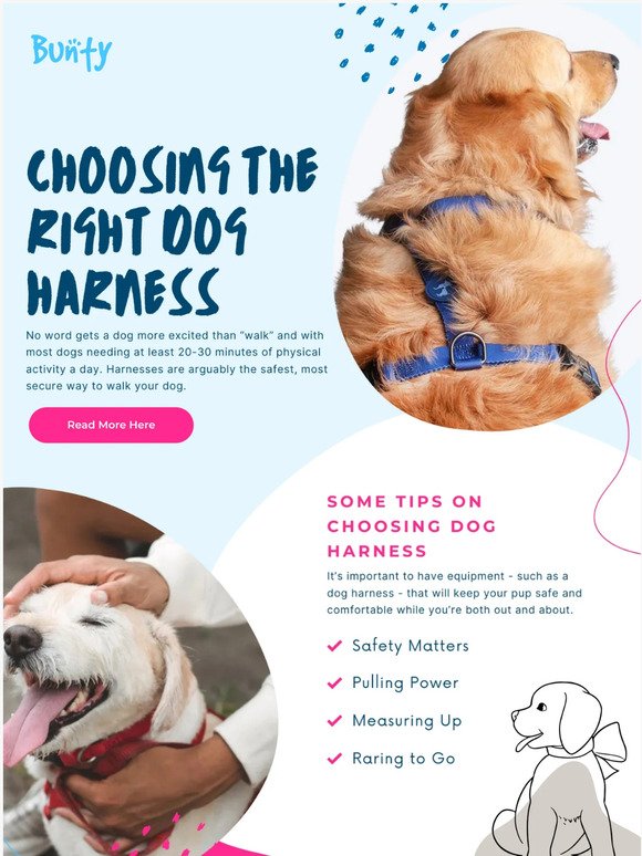 Choosing the Right Dog Harness