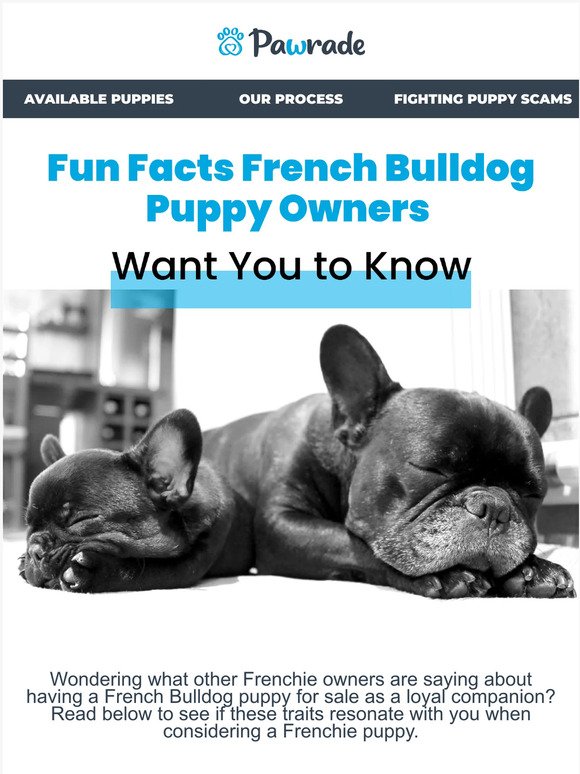 Learn about French Bulldog Puppies For Sale  🐾