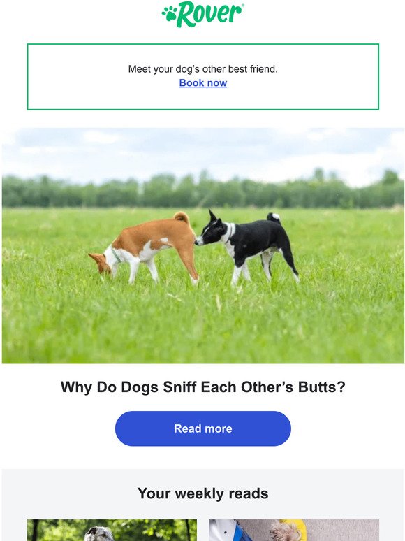 Why your dog likes to sniff butts