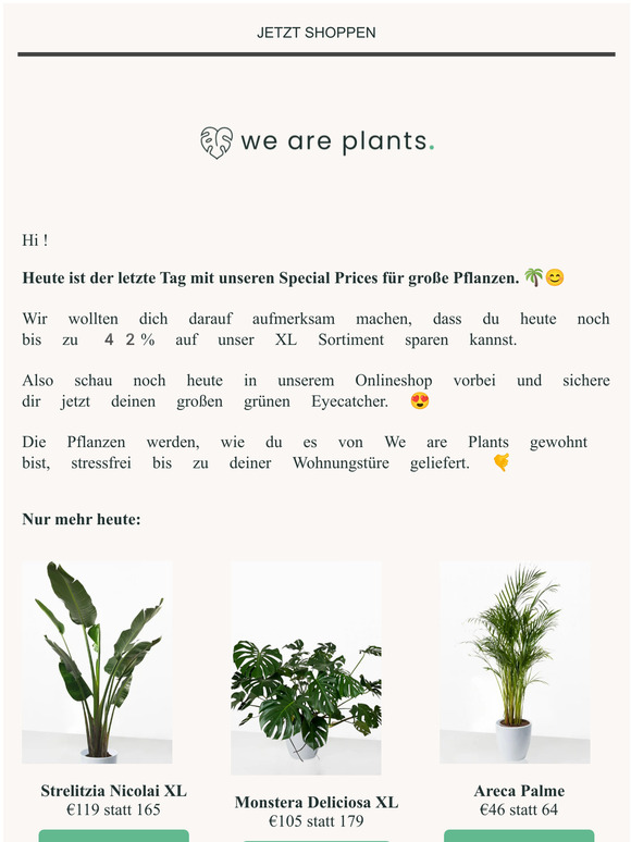 Letzte Chance: Big Plants Sale 🤗🌿