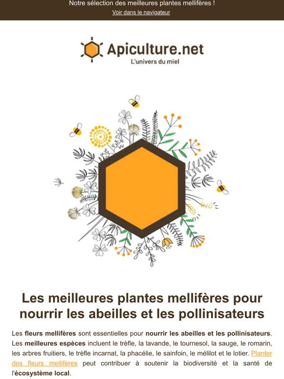 6 plantes mellifères incontournables 🌸