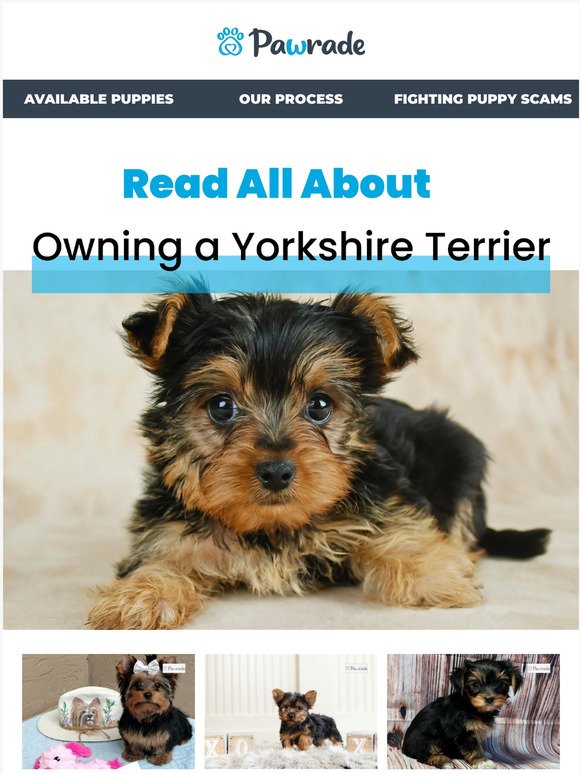 🐾 All About Our Favorite Feisty Yorkshire Terrier Puppies For Sale