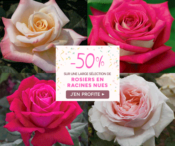 Meilland Richardier C'est le printemps ! 50 sur une large sélection — free download