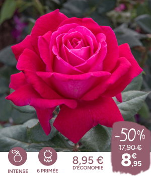 Rosier ELEGANCE ® Française Meithatie