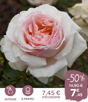 ANDRE LE NOTRE ® Meiceppus