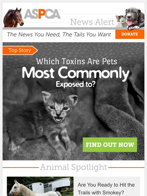 Most Common Pet Toxins [See the List!]