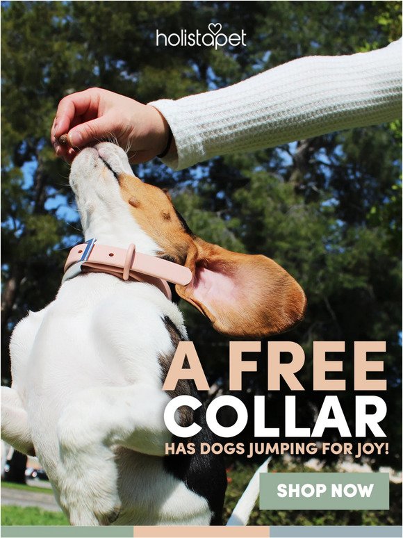 Want A Free Collar For Your Dog? 🐶
