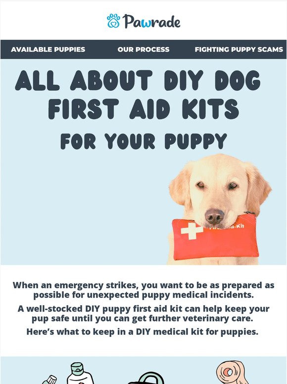 🐾 All About DIY Dog First Aid Kits 🐶